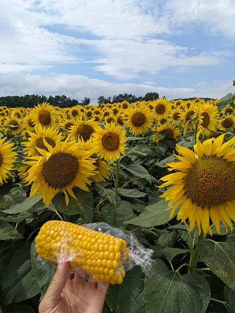 Hokuryu Sunflower Festival