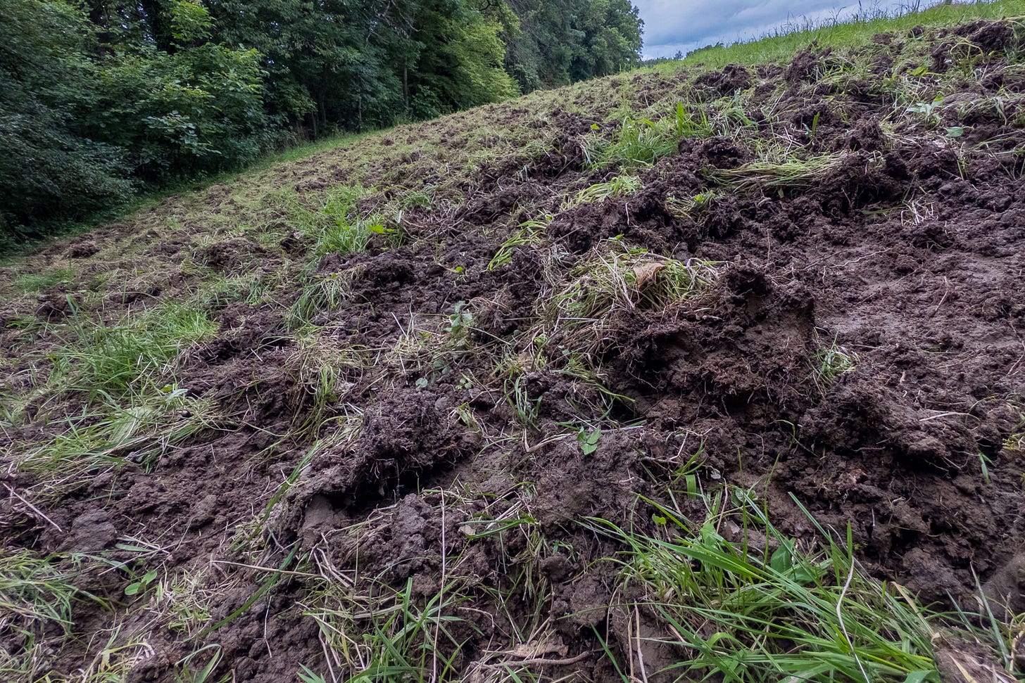 Von Wildschweinen gepflügte Wiese.