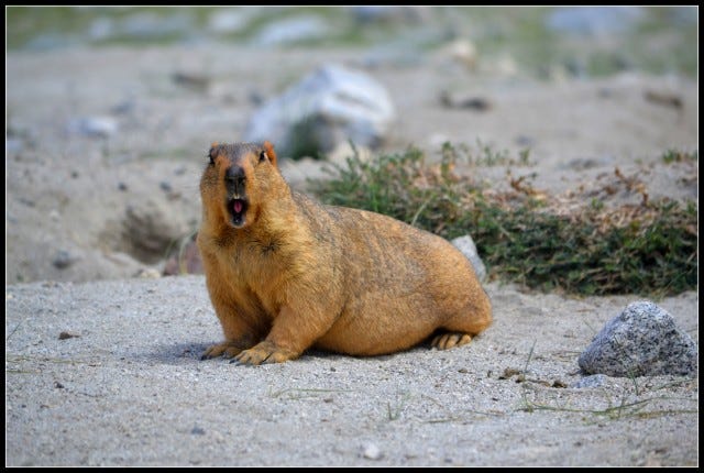 marmot marmot