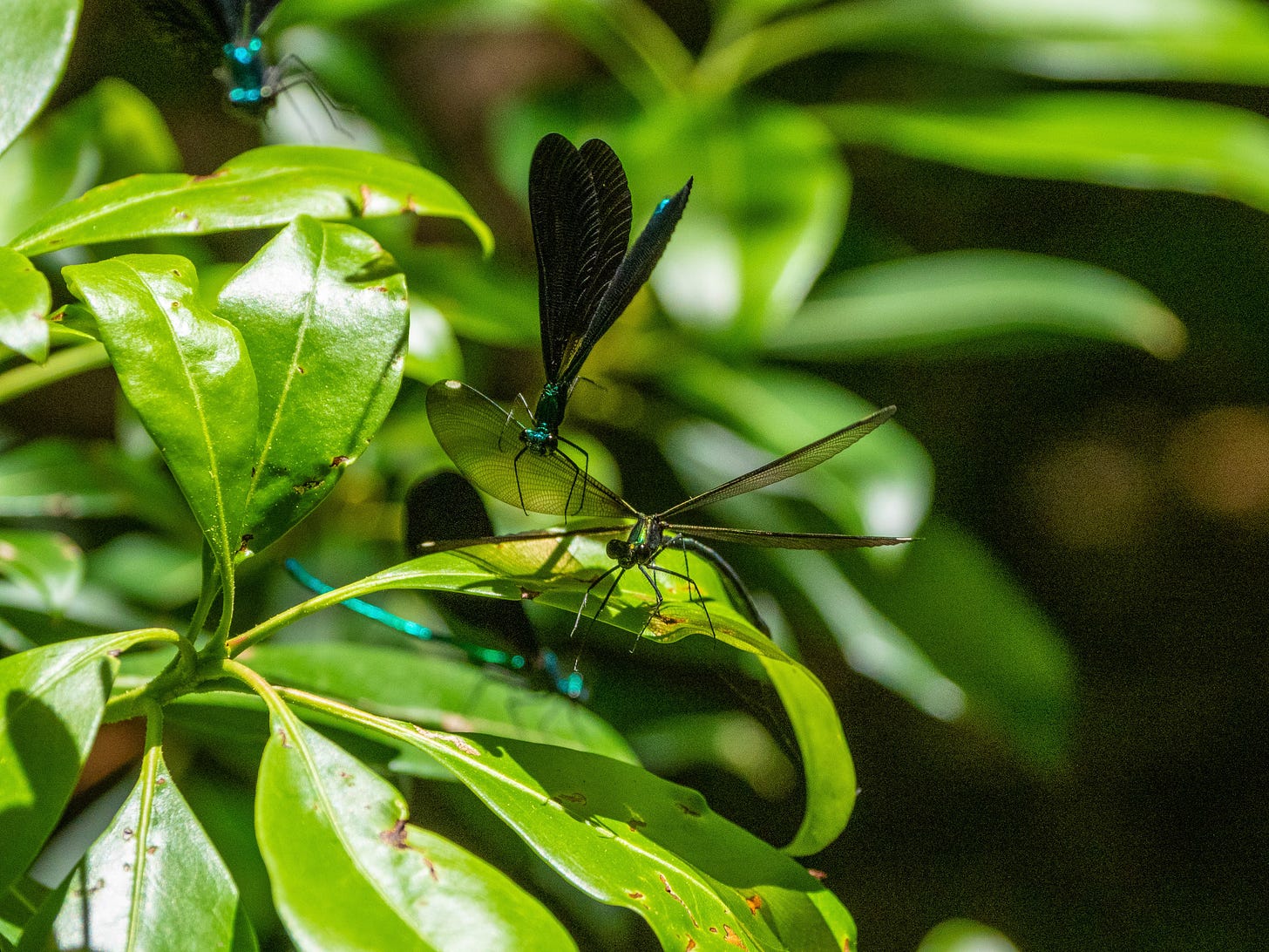 Ebony Jewelwing (Calopteryx maculata) damselfly