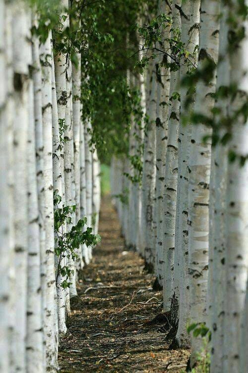 May be an image of nature