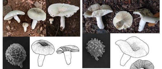 mushroom2.jpg