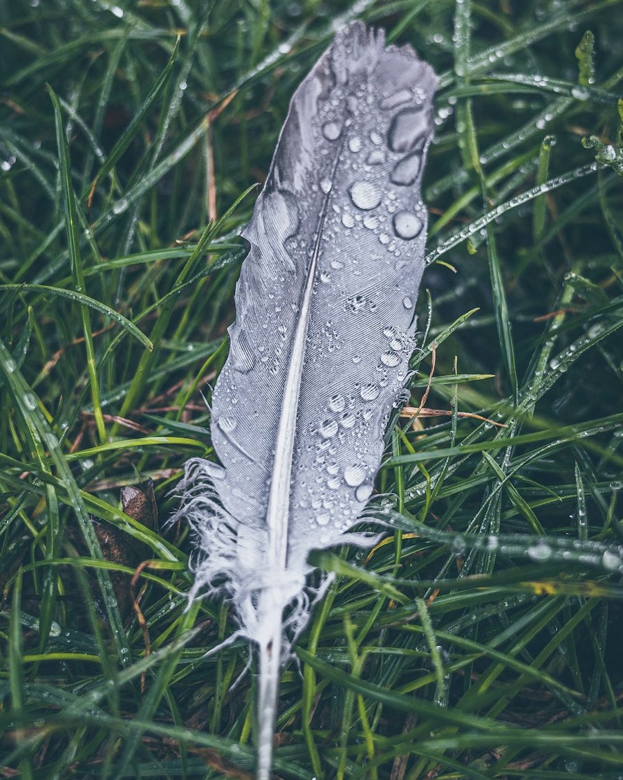 white feather on green grass