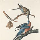 はばたく本棚：鳥から世界を知る60冊（WORKSIGHTプリント版・24号「鳥類学 Ornithology」より）