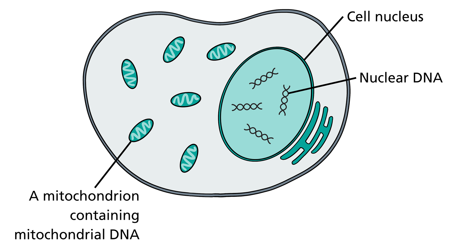 Visual communication aid: Mitochondrial inheritance — Knowledge Hub