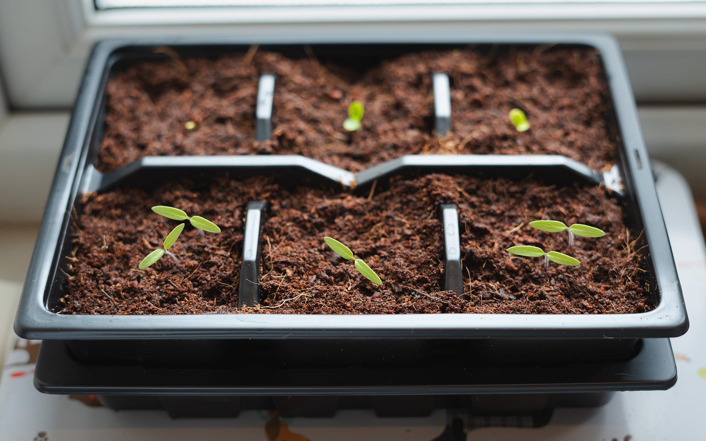 A plating container with 6 little seedlings coming to life