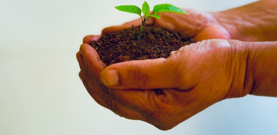 a person holding a small plant in their hands