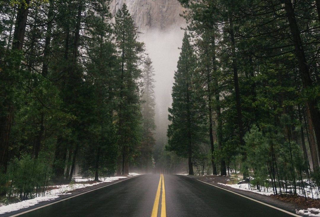 black concrete road surrounded by trees during daytime