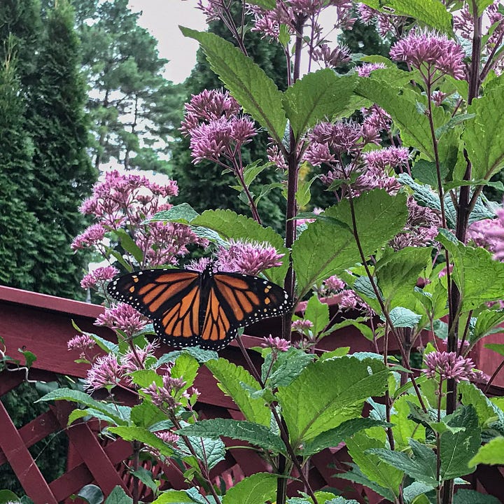 Diptych. Both images contain large pink flowers with large green leaves and an orange and black butterfly with wings spread, the left while eating, the right in flight.