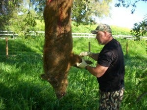 Matt Tupen makes the initial incisions that will eventually allow him to pants the pig.