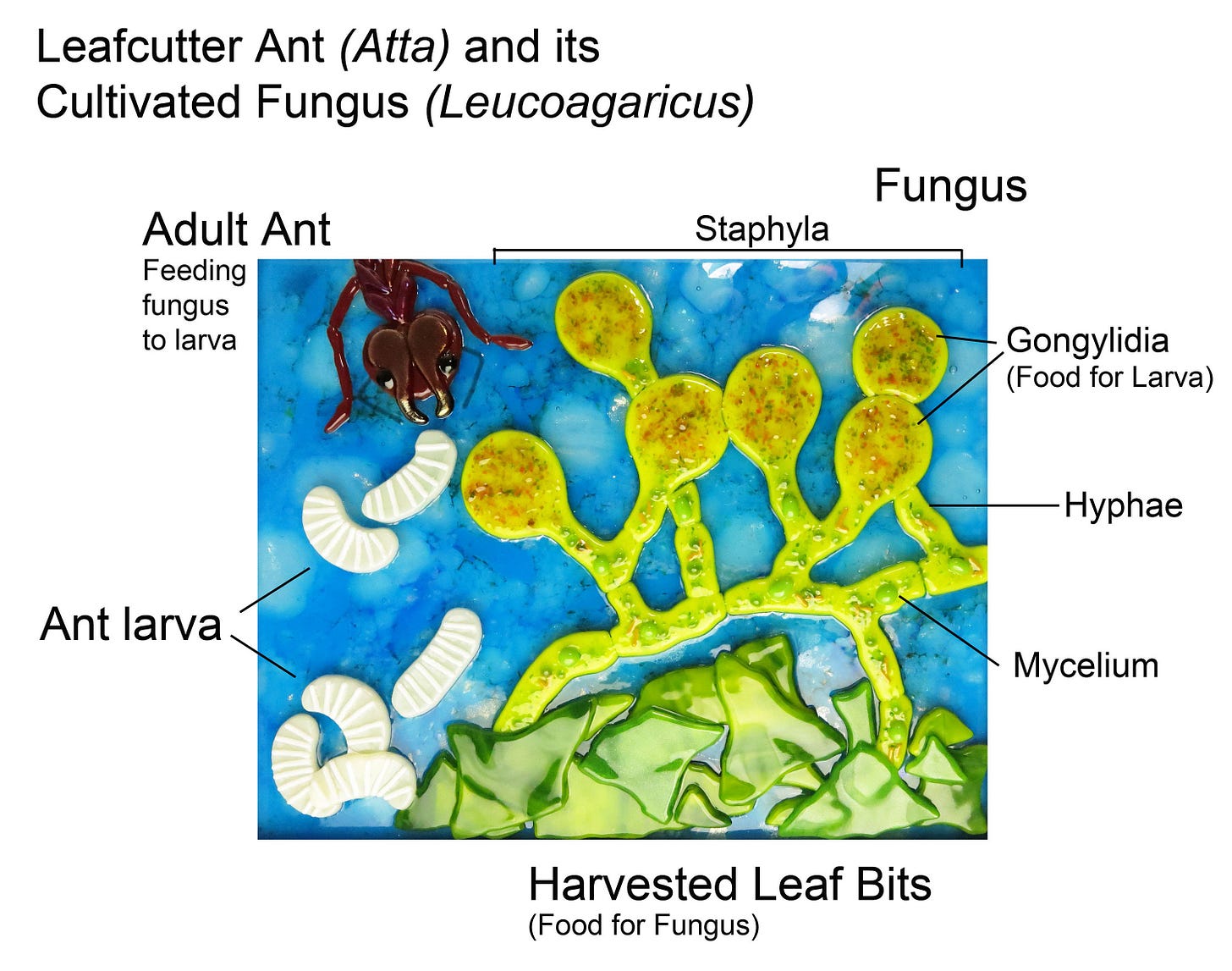 Leafcutter Ant Atta and Its Cultivated Fungus Leucoagaricus - Etsy Leafcutter Ant Atta and Its Cultivated Fungus Leucoagaricus - Etsy
