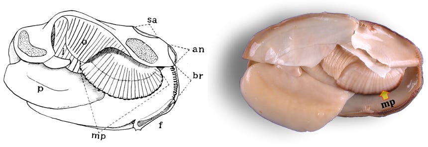 A diagram and a photograph depicting Lampsilis soft-parts.