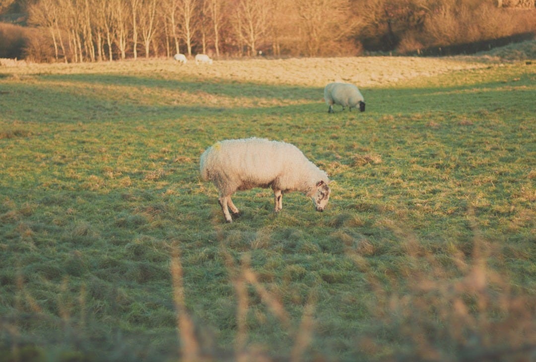 a couple of sheep grazing on a lush green field a couple of sheep grazing on a lush green field