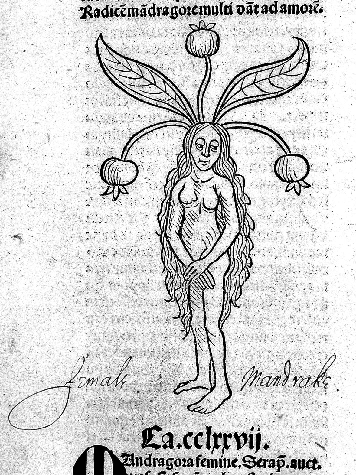 Hortus sanitatis: plants, mandrake female.