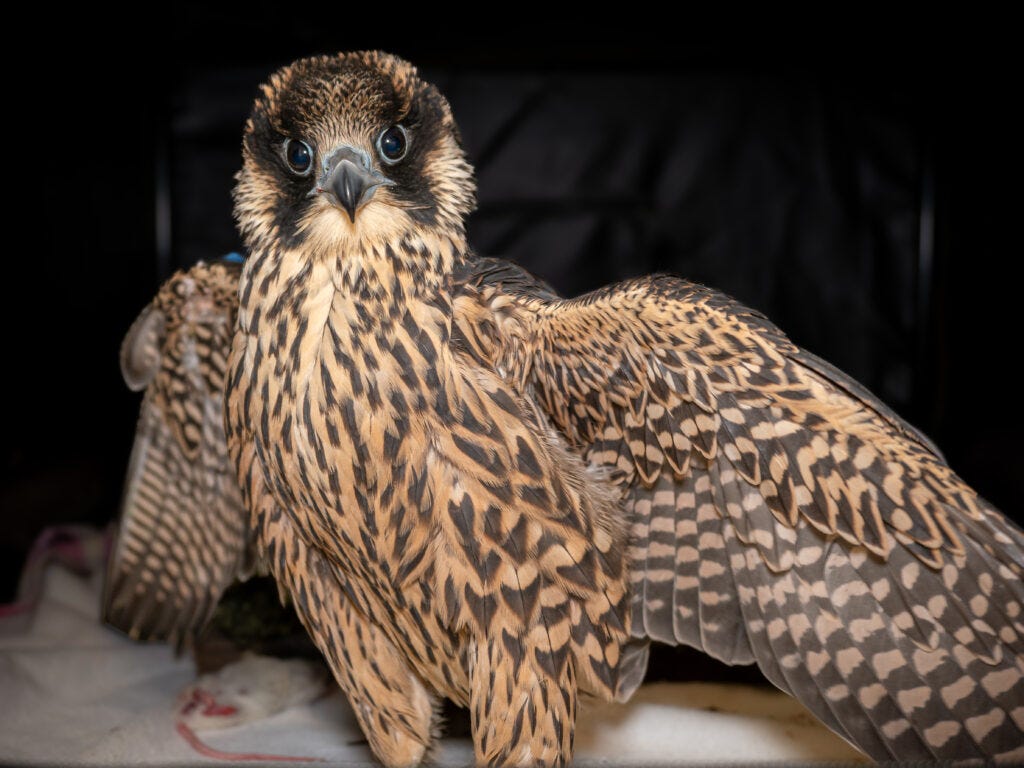 Nox the falcon is wide-eyed and on his feet in a soft-sided crate where he healed it the UC Davis California Raptor Center during summer 2024 after an injury. Nox the falcon is wide-eyed and on his feet in a soft-sided crate where he healed it the UC Davis California Raptor Center during summer 2024 after an injury.