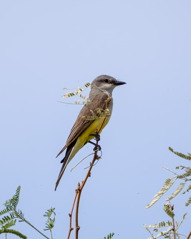 20250527-Sewailo-234-Edit.jpg 20250527-Sewailo-234-Edit.jpg