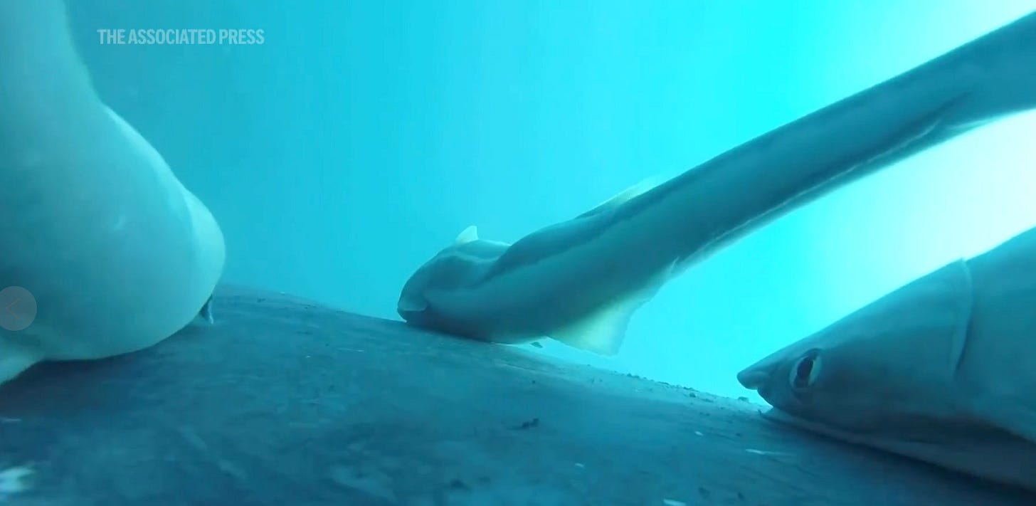 underwater images of remoras attached to a whale