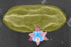 The moment of death for the bacteria. A scanning electron microscopy image of the MOF structure puncturing the bacteria. The image was taken in Myfab's cleanroom at Chalmers University of Technology, Sweden, within the study Mechano-Bactericidal Surfaces Achieved by Epitaxial Growth of Metal-Organic Frameworks. Parts of the photo have been colored.