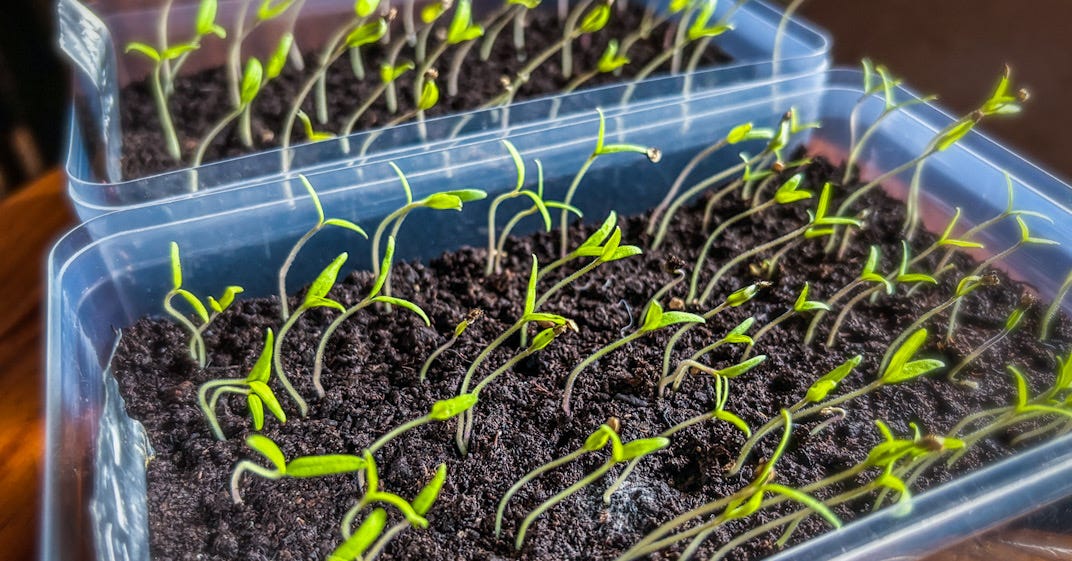 Two varieties of tomato: Coeur de boeuf, Cornue des Andes — 02/04/2026 Two varieties of tomato: Coeur de boeuf, Cornue des Andes — 02/04/2026
