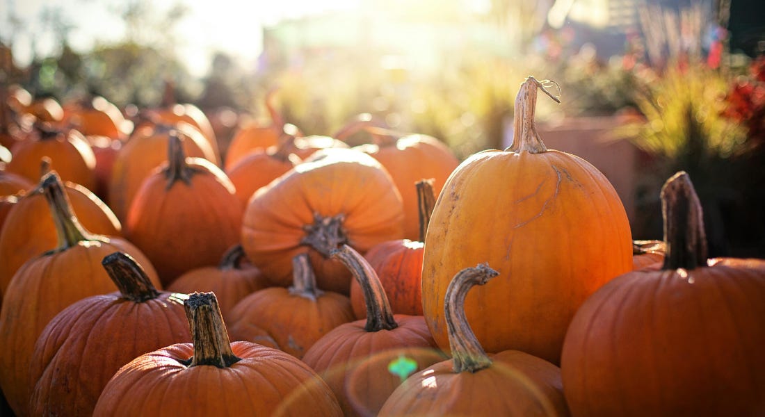 A field of orange pumpkins with leaves behind them and sunlight glowing on them