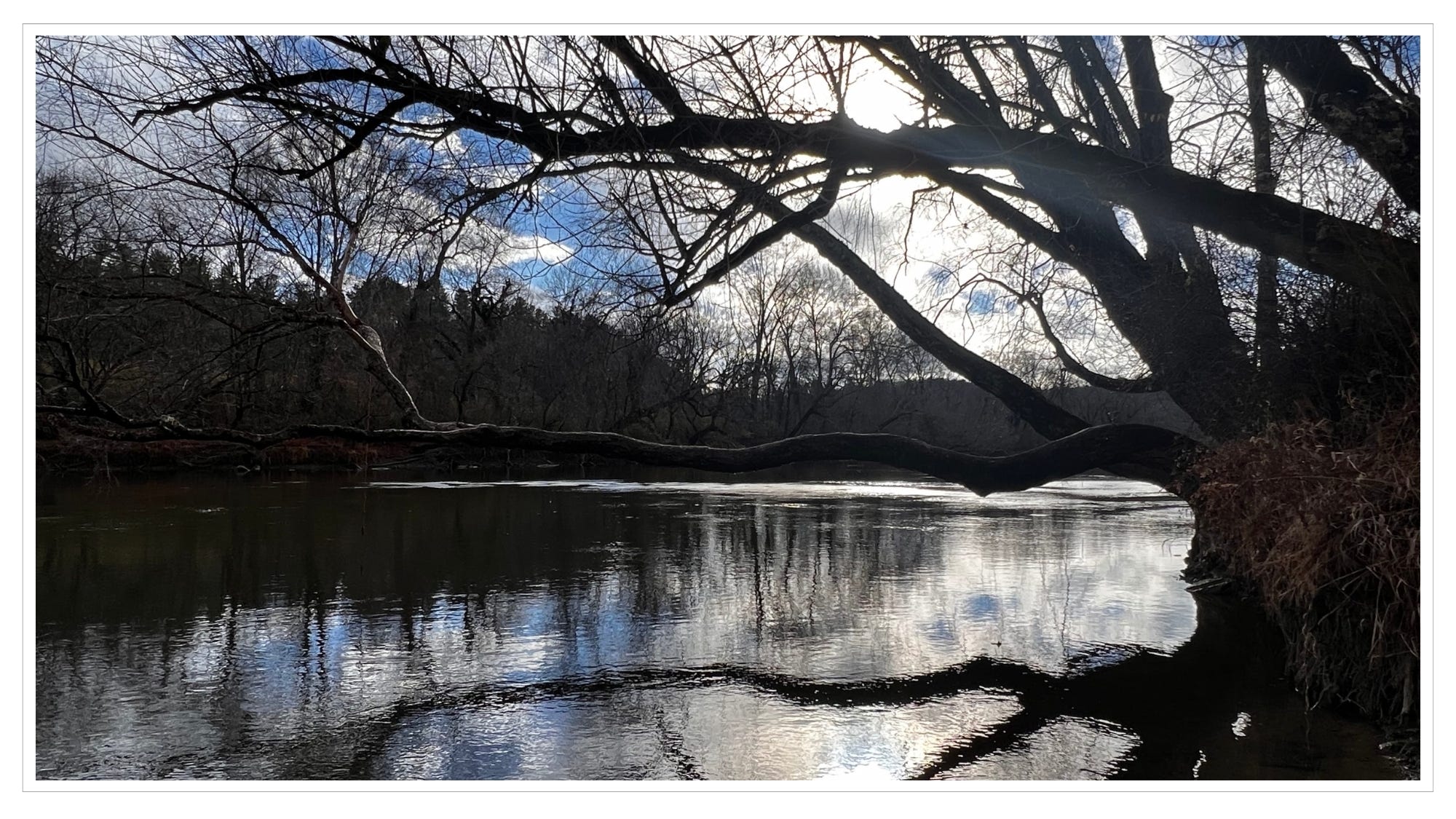 long tree branches extending over calm river