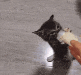 a kitten is playing with a toy on the floor . a kitten is playing with a toy on the floor .