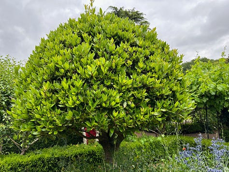 Stately trees and lavender shrubs at Buckfast Abbey
