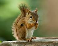 Considering Consciousness Through The Eyes Of A Squirrel ...