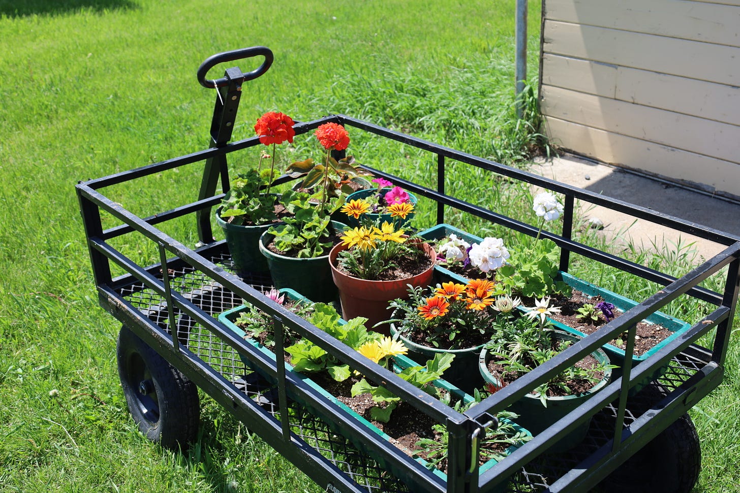 flowering plants at the farm
