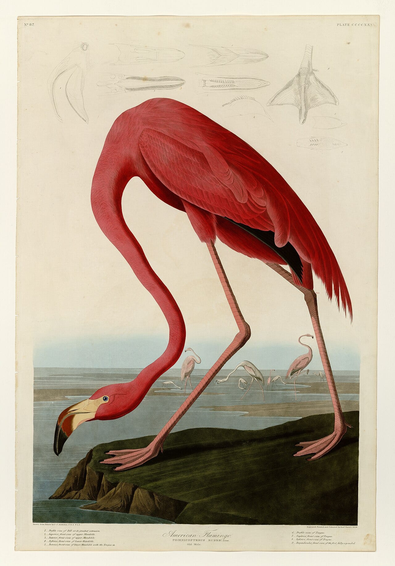 A flamingo bending its neck to the ground, blazing pink A flamingo bending its neck to the ground, blazing pink