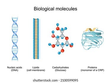 1,509 Biomolecule Stock Vectors and Vector Art | Shutterstock