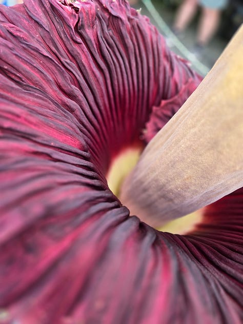 left, vern holland poses with corpse flower. middle, zoomed in image of corpse flower's spathe. right, vern holland looks down into corpse flower