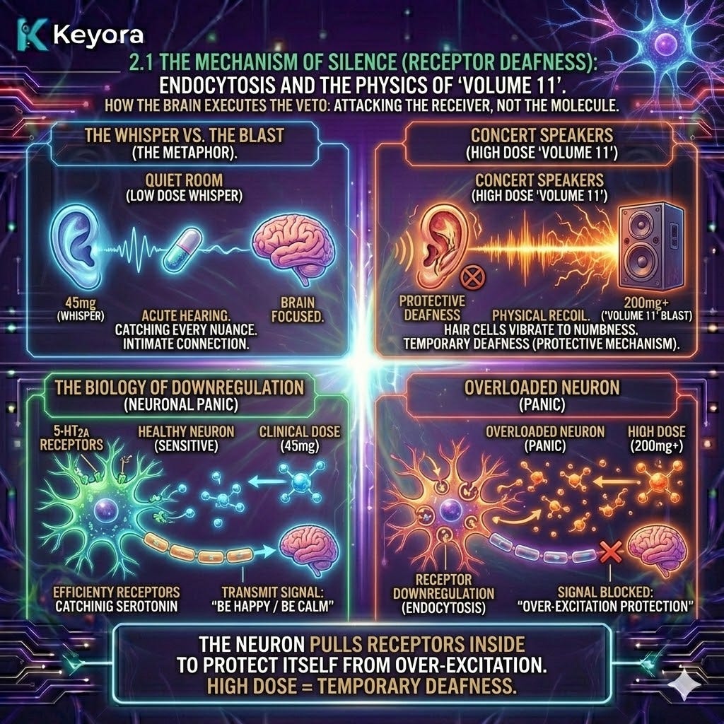 Receptor Downregulation triggers Volume 11 deafening, as the 5-HT2A system retreats from the Neuro-Endocrine Storm to preserve Neurological Sovereignty. Receptor Downregulation triggers Volume 11 deafening, as the 5-HT2A system retreats from the Neuro-Endocrine Storm to preserve Neurological Sovereignty.
