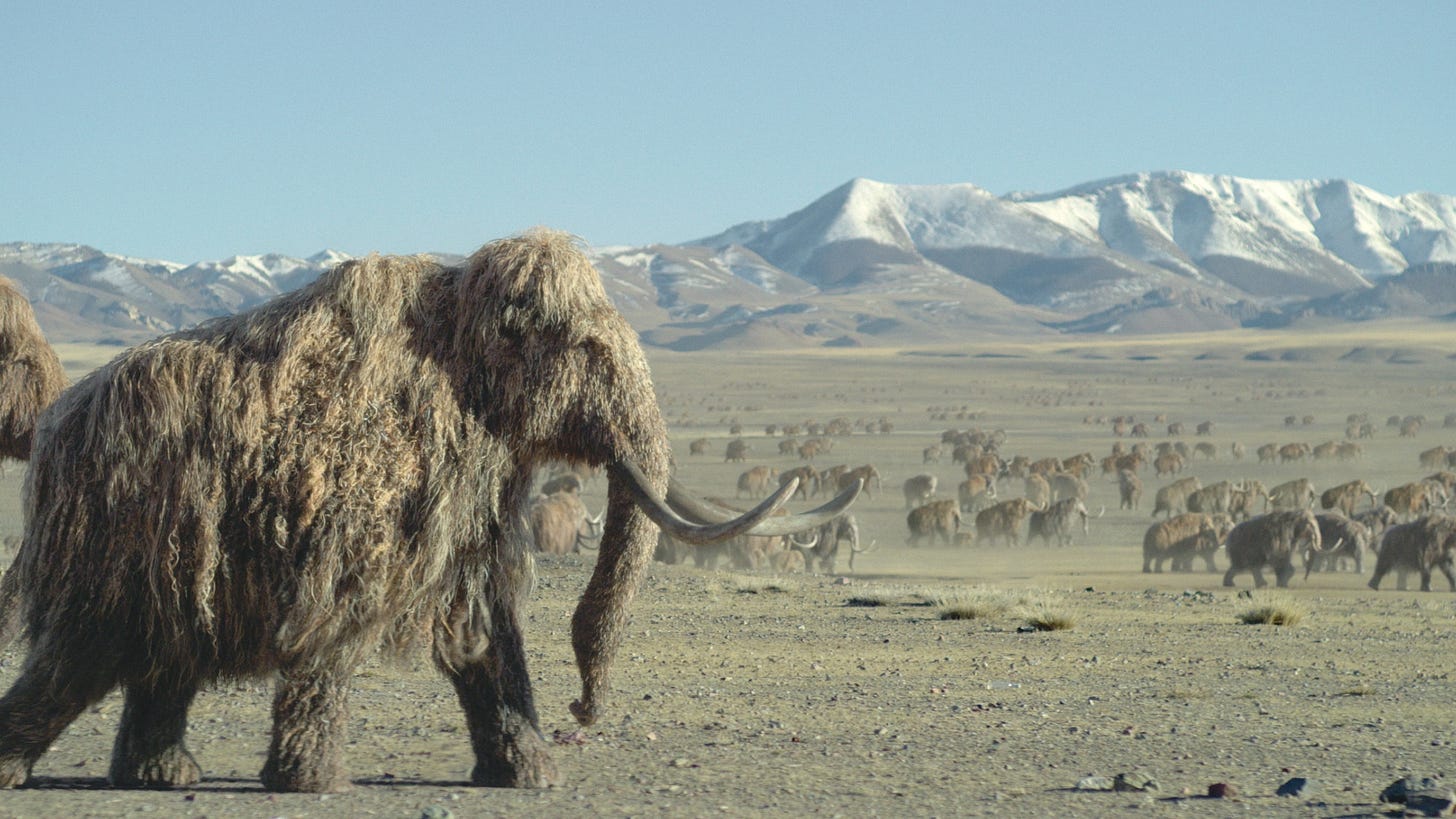 A massive group of woolly mammoths move through a dry landscape.