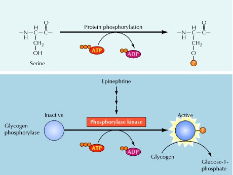 Figure 2.30. Protein phosphorylation. Figure 2.30. Protein phosphorylation.