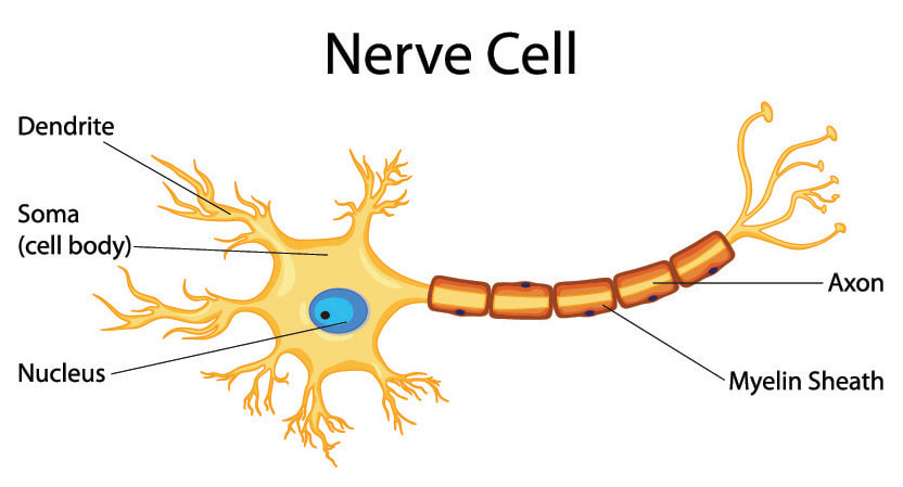 Spinal Nerves – What They Are and What They Do - Total ...
