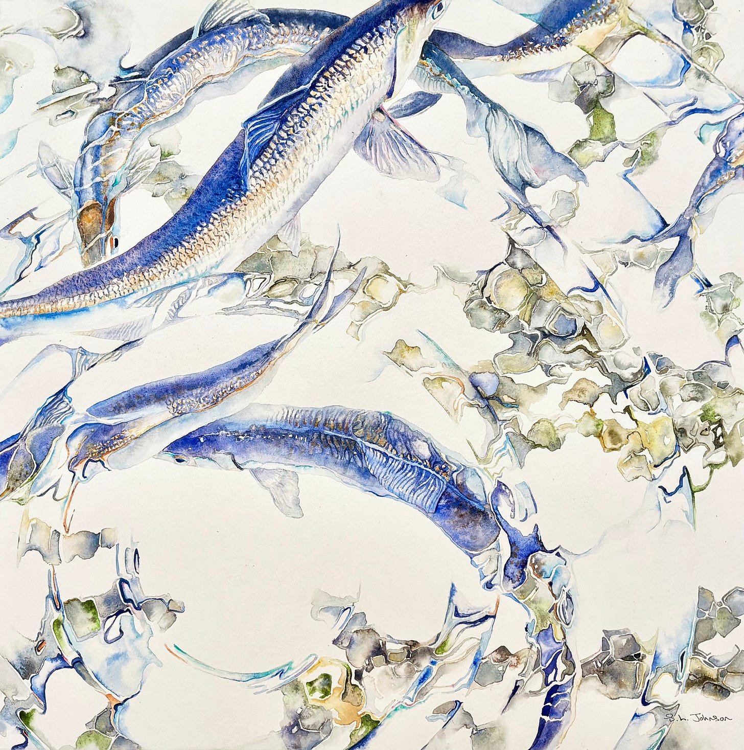 Alewife Migration, 6 by Susan L. Johnson