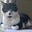 Bluecat's avatar