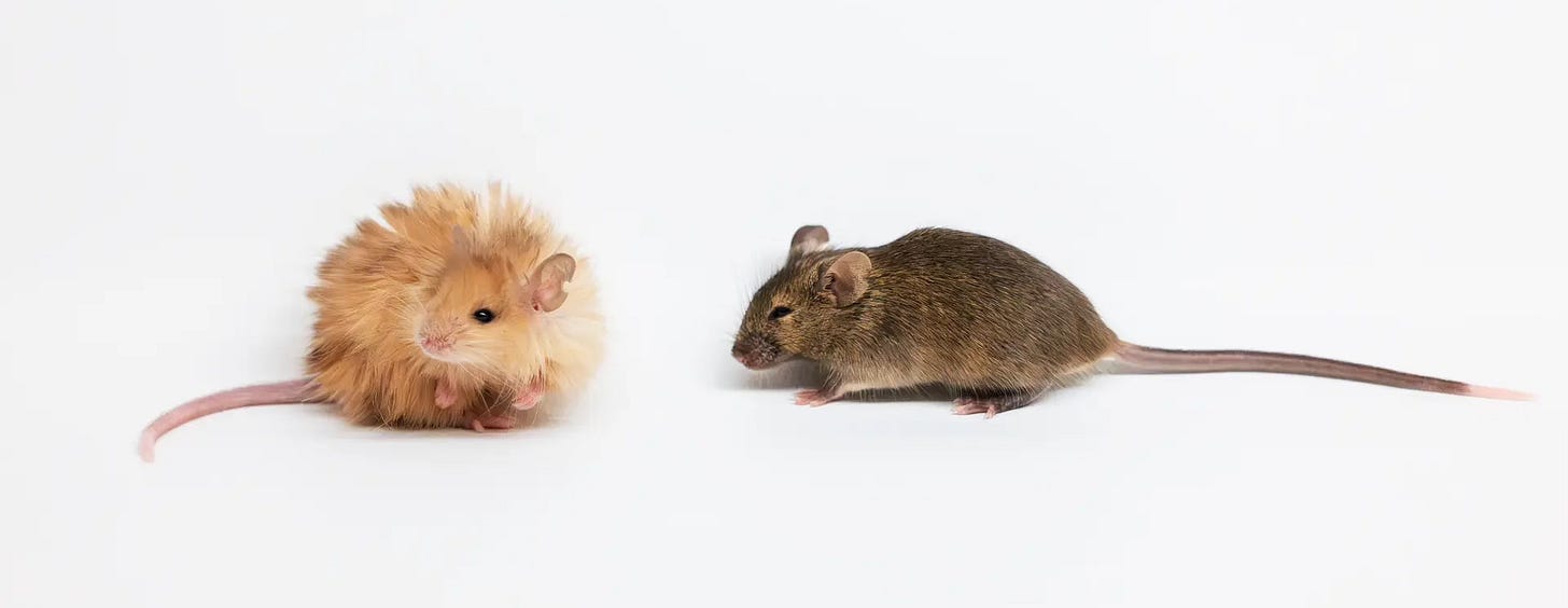 two mice, one organge and fluffy, and one mornal and agouti two mice, one organge and fluffy, and one mornal and agouti