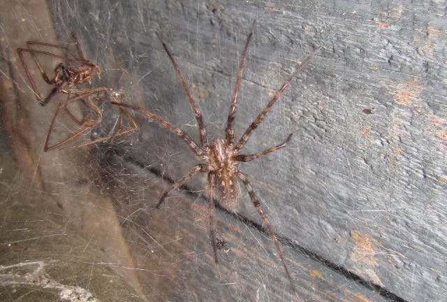 Cardinal spider - SpiderSpotter