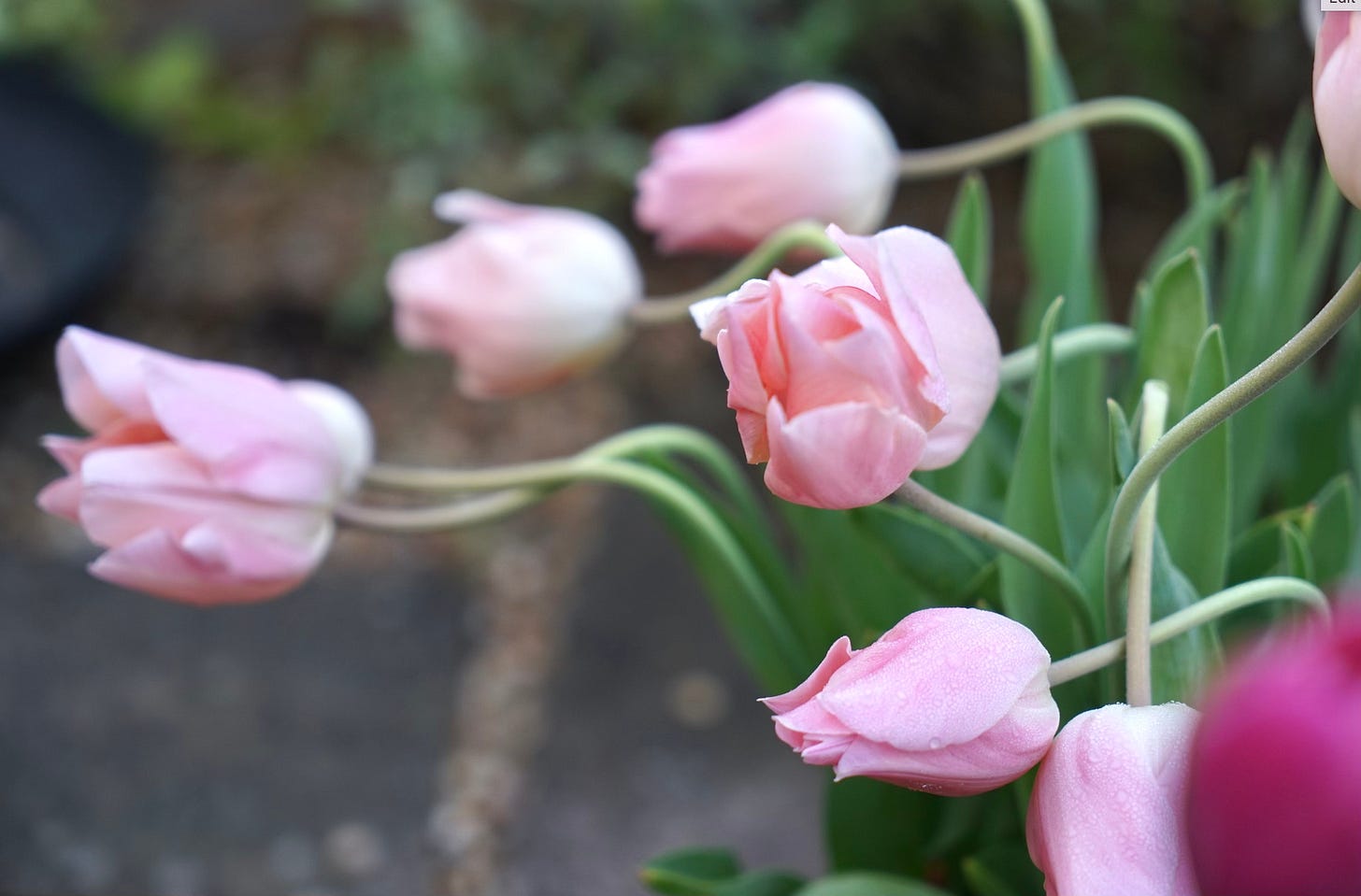pink tulips