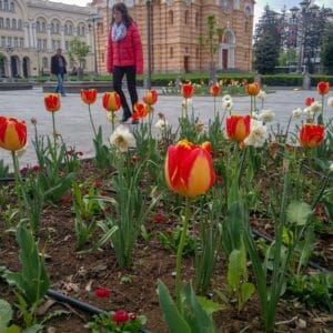 Banja Luka Tulip Banja Luka Tulip