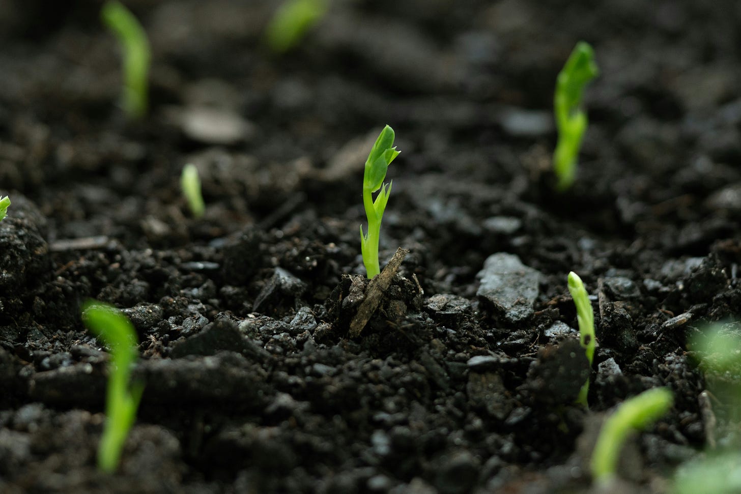 Close-up photograph of young green seedlings emerging from dark, rich soil. Close-up photograph of young green seedlings emerging from dark, rich soil.