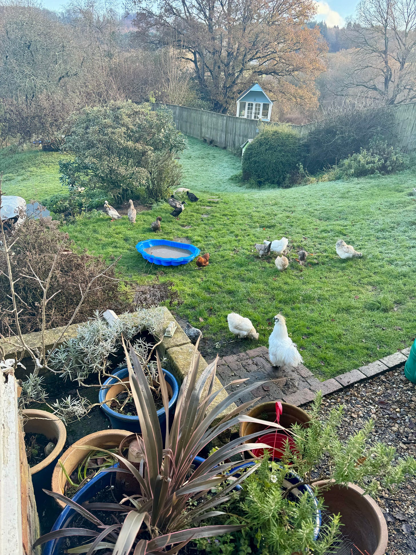 Birds enjoying frosty free ranging 