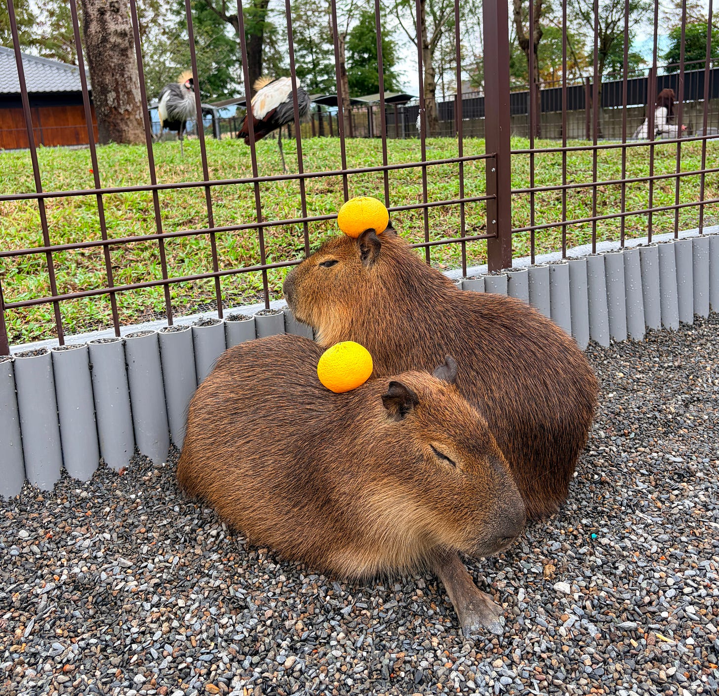 Two capybaras chilling next to each other with yuzus on their head, photo taken at a farm in Taiwan.