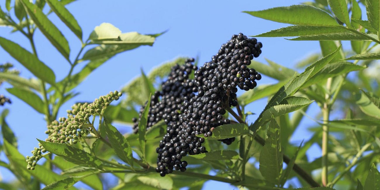 ELDERBERRY