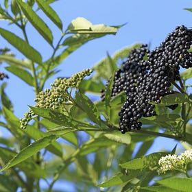 ELDERBERRY