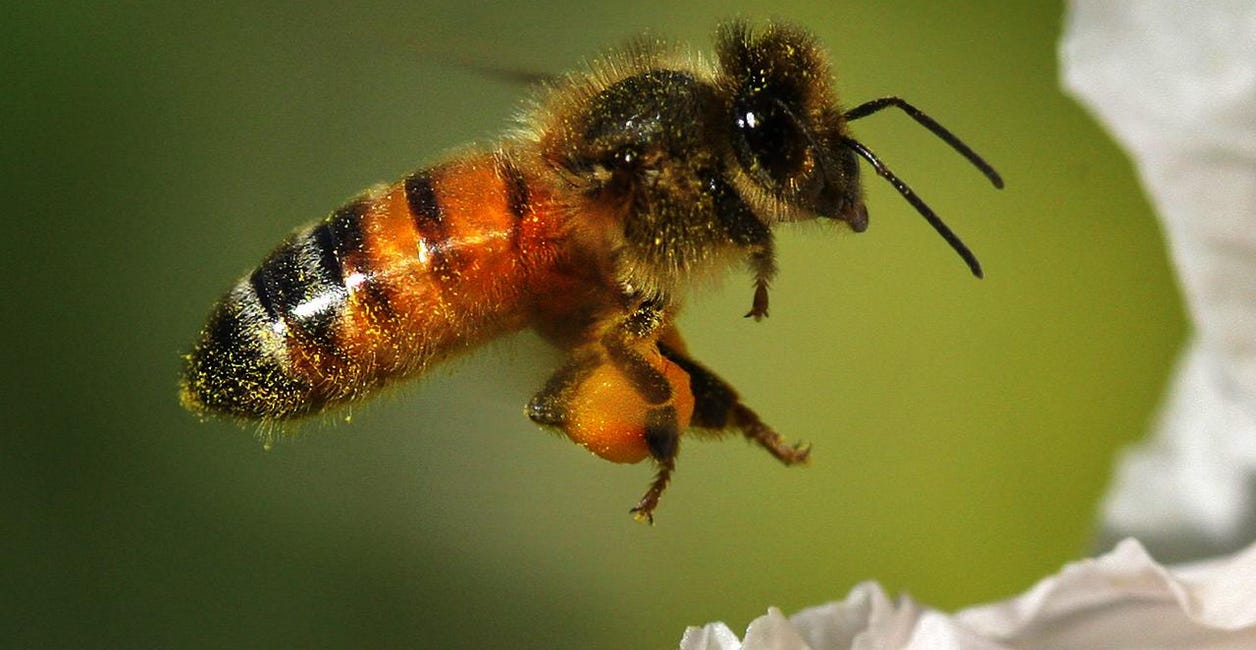 ancient civilizations, bees, pollen and... aluminum