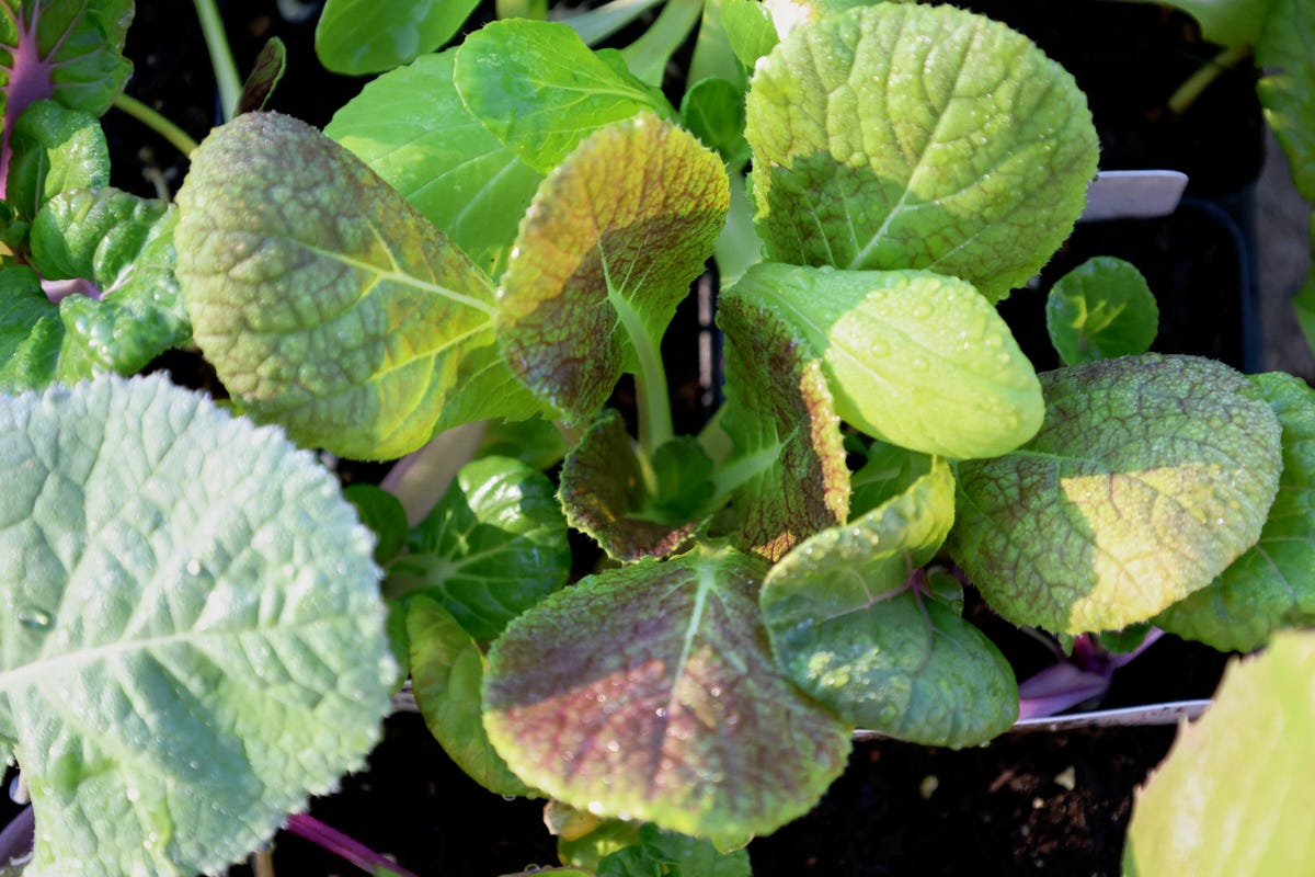 bok choy seedlings