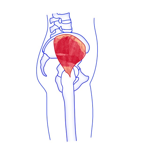 illustration of glute med on skeleton